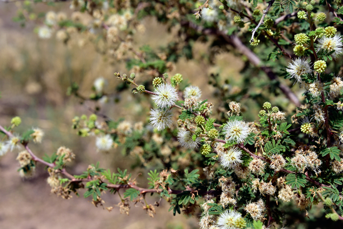 Catclaw Mimosa blooms from May to August in the southwest United States. Fruits, which are a flattened and curved seed pod are developed soon after. Seed pods are constricted between seeds which are reddish brown. Mimosa aculeaticarpa biuncifera 